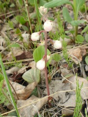 Pyrola grandiflora