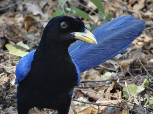 Purplish-backed Jay