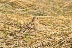 Gallinago magellanica