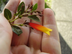 Justicia floribunda