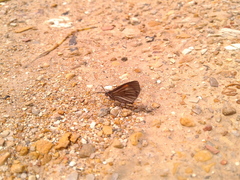 Sangalopsis microleuca