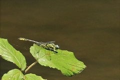 Gomphus