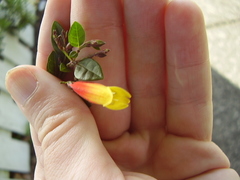 Justicia floribunda