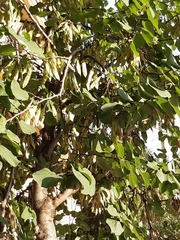 Angiospermae