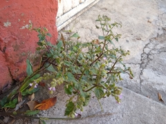 Lamiales