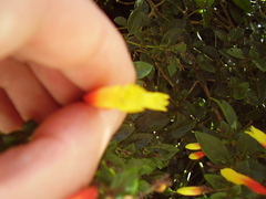 Justicia floribunda