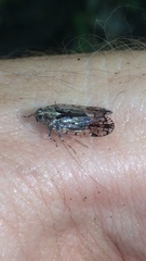 Melanoliarus placitus