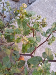 Lamiales