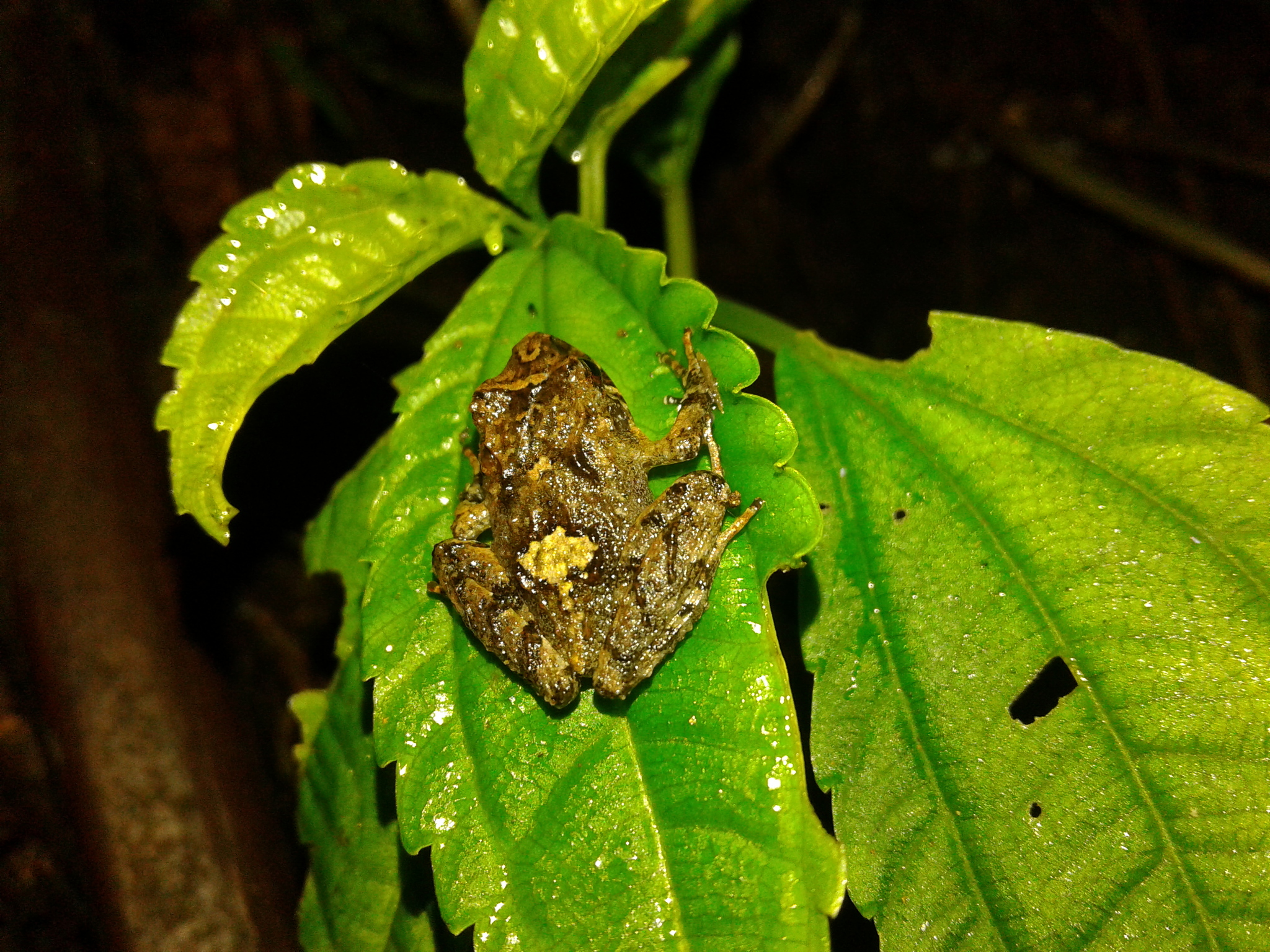 Dary's Frog photo 2