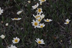 Dryas