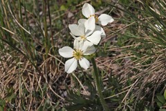 Anemonastrum