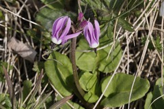 Primula frigida