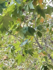 Platanus × hispanica