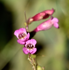 Penstemon bicolor roseus