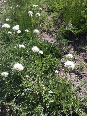Valeriana californica
