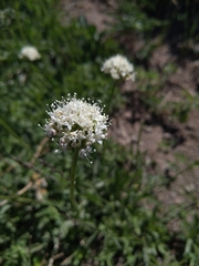 Valeriana californica