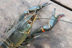 Cherax quadricarinatus