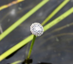 Eriocaulon aquaticum