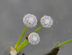 Eriocaulon aquaticum