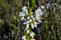 Erica physodes