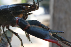 Cherax quadricarinatus