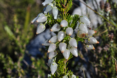 Erica physodes