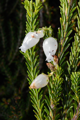 Erica physodes