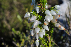 Erica physodes