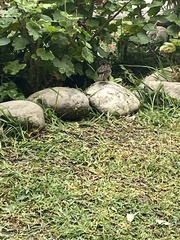 Zonotrichia capensis