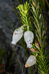 Erica physodes
