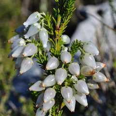 Erica physodes