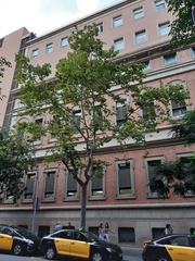 Platanus × hispanica