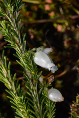 Erica physodes