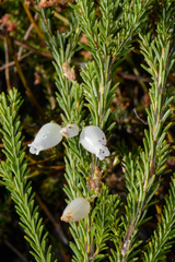 Erica physodes
