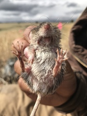 Perognathus parvus