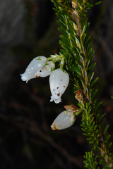 Erica physodes