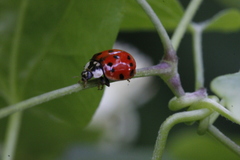 Harmonia axyridis