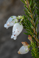 Erica physodes
