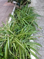 Chlorophytum comosum