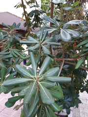 Pittosporum tobira