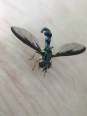 Pelecinobaccha costata