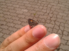 Sangalopsis microleuca