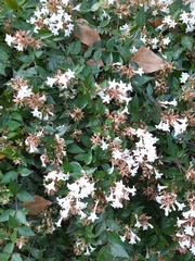 Abelia × grandiflora