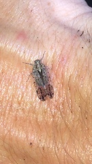 Melanoliarus placitus