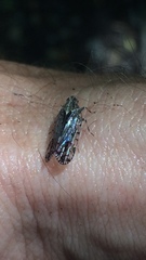 Melanoliarus placitus