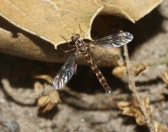 Vermileo opacus