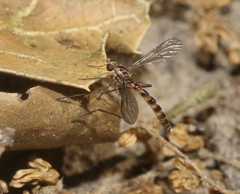 Vermileo opacus