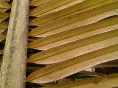 Ceroxylon quindiuense
