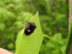 Ascra cordifera