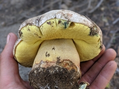 Butyriboletus abieticola